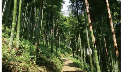 banboo forest grown in China